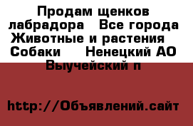 Продам щенков лабрадора - Все города Животные и растения » Собаки   . Ненецкий АО,Выучейский п.